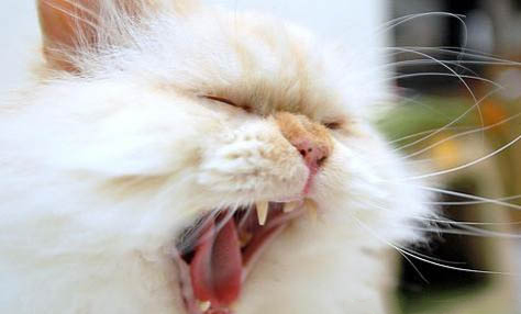 猫咪为什么突然弯着后腿走路