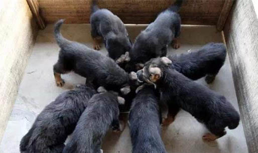 狗狗吃撑了怎么办啊