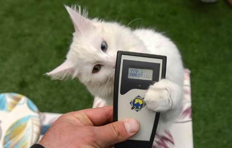 猫咪脱水能喂葡萄糖吗?