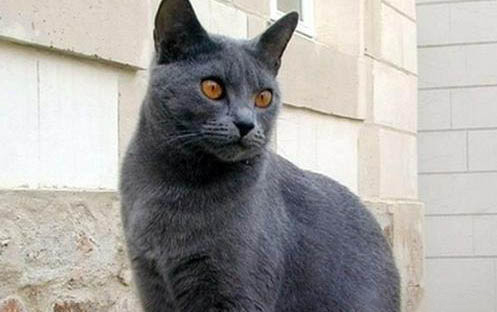 小猫多大开始吃猫粮