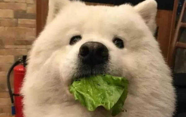 萨摩耶的毛如何打理