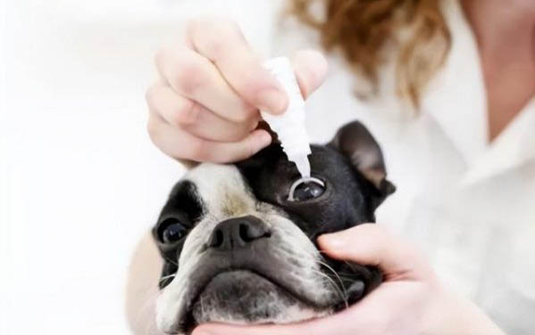狗狗狂犬疫苗多长时间打一次