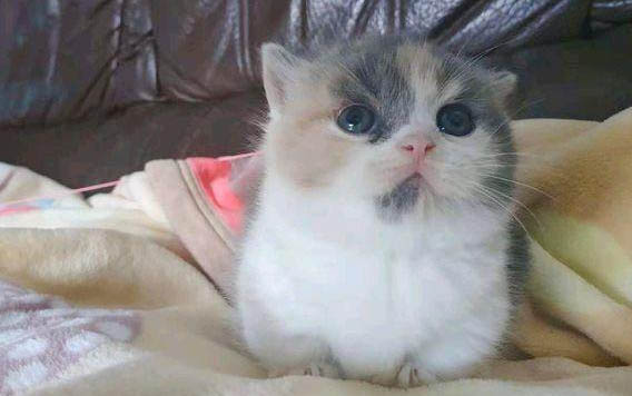 怎么判断小猫是否满月