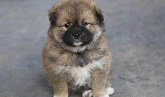 松狮犬幼犬吃什么狗粮好呢