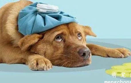 狗狗感冒的症状都有哪些