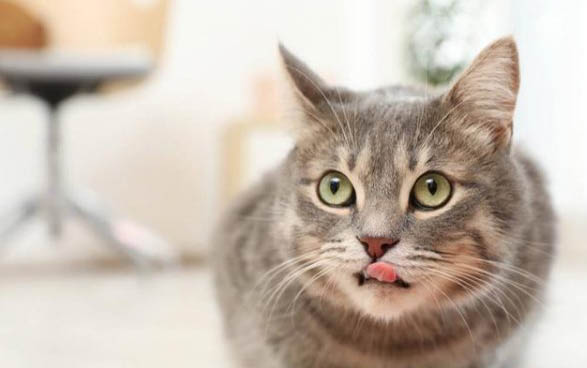 小猫呼吸困难流口水怎么回事