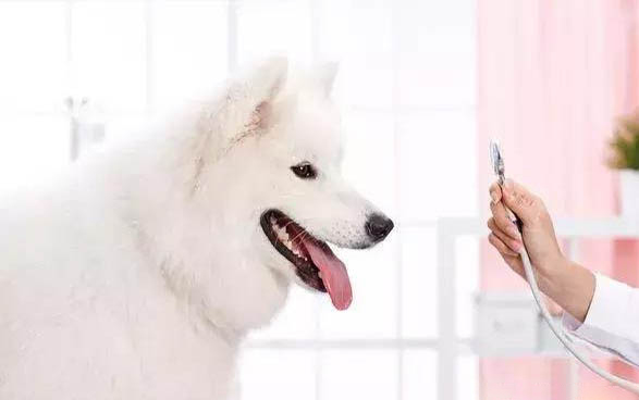 狗狗一天可以吃几个鸡蛋