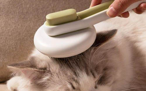 小猫为什么老是叫