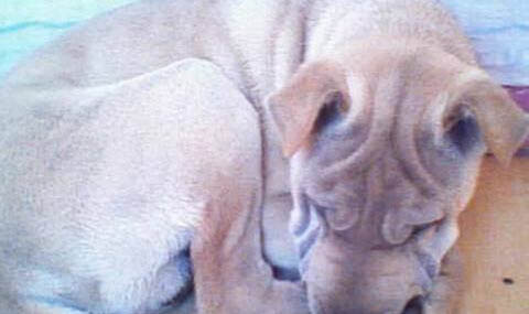 骨嘴沙皮犬哪里有卖