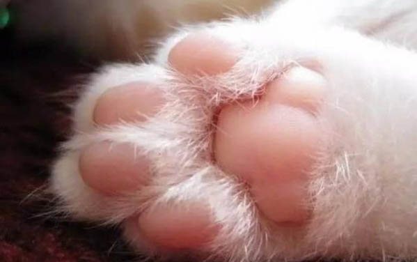 八个月的猫算成年猫还是幼猫