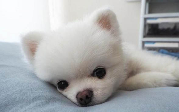 不给博美犬打疫苗行吗