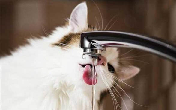 柠檬对猫咪有危害吗?