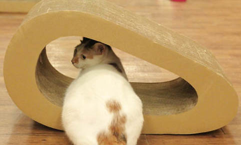 如何使猫少掉毛