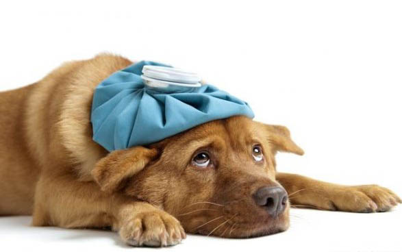 狗狗得肺炎是什么原因