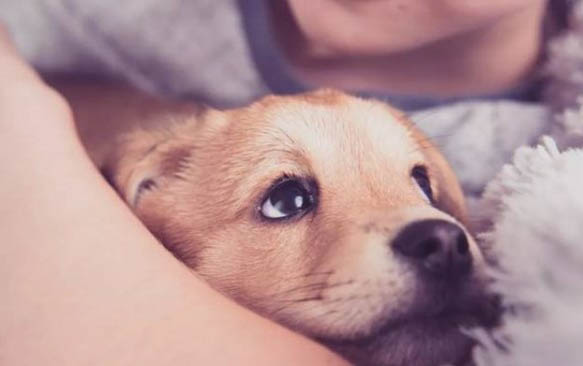 狗狗便秘处理办法