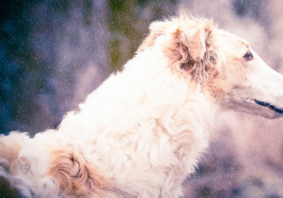 法国狼犬突然不爱吃东西的原因是什么