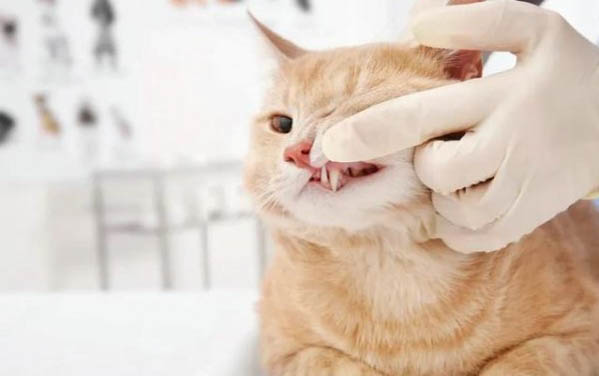 猫应该有几个爪子