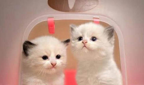 猫咪怕冷还是怕热