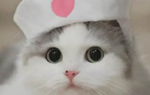 猫咪过于活泼像疯了一样是为什么