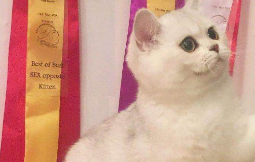 猫咪会打喷嚏么?