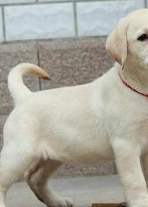 拉布拉多幼犬感冒什么症状