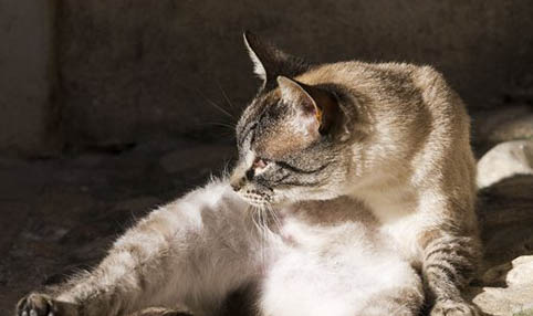 猫咪瘦小营养不良怎么办
