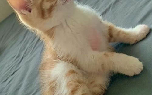 猫咪黑色素沉淀怎么去除