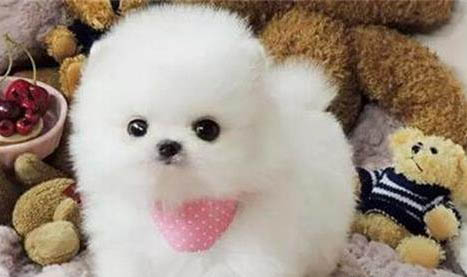 博美串串狗给大家辨别