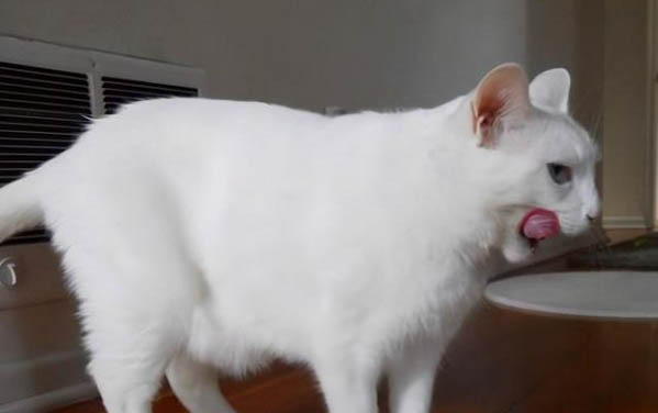 猫能不能吃生虾米
