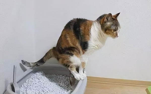 如何辨别猫咪性别?