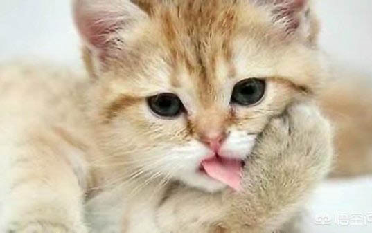 猫咪身上红色凸起疙瘩
