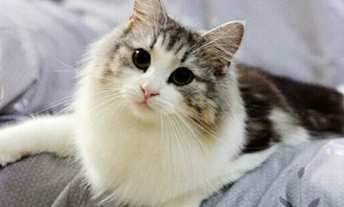 猫可以吃鱼刺吗?