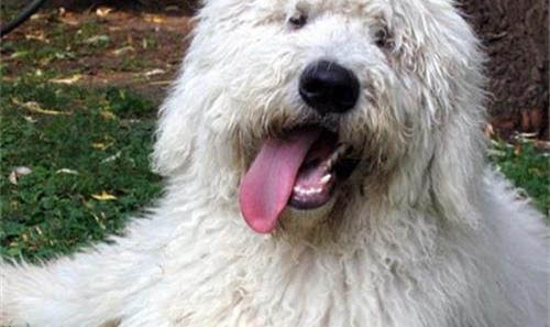 可蒙犬细小病毒引起的原因及处理方法