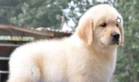 金毛犬价格多少