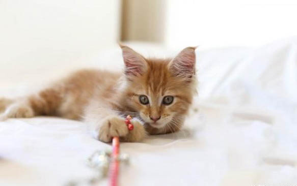 人的感冒会传染给猫吗?