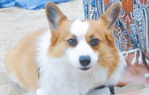 柯基是小型犬还是中型犬