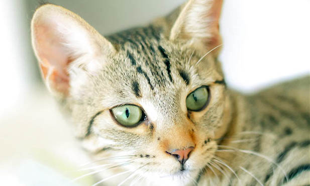 怎么判断埃及猫是否有口炎