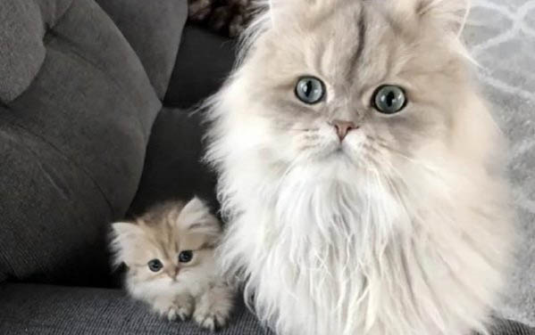 大猫咬小猫脖子
