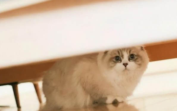 猫咪隔三差五吐但是精神很好