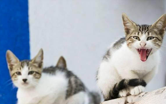 养小猫的注意事项有哪些