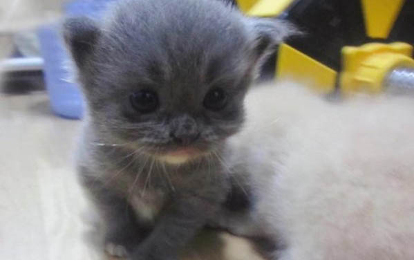 猫咪为什么害怕出门