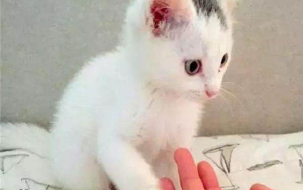 猫刚出生的样子