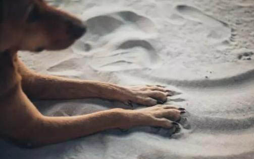 狗可以吃辣条吗