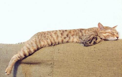 猫怎么散热