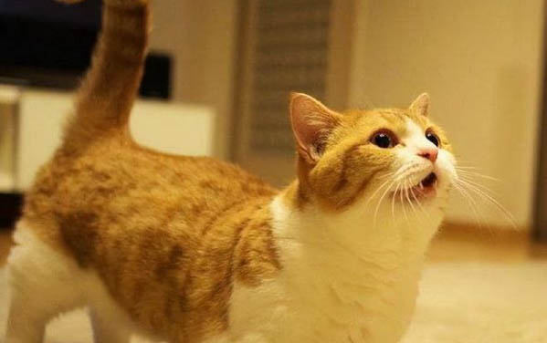 猫咪疑是中毒了,该怎么办啊