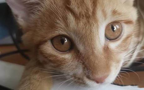 小猫能不能喝牛奶