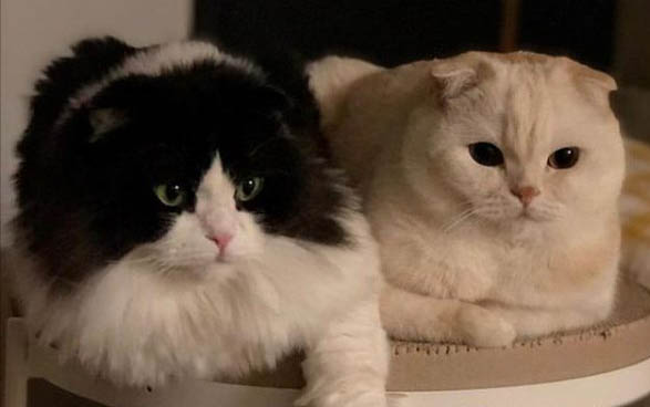 刚领回来的小猫一直叫