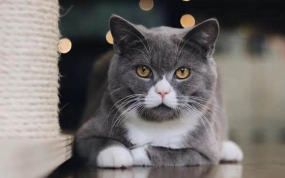 猫咪为什么有耳螨