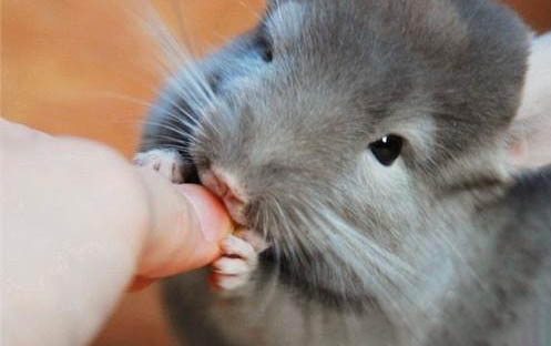 龙猫可以吃苹果吗