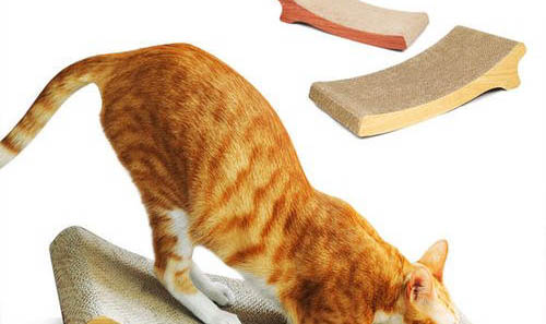猫为什么爱闻袜子